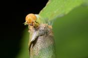 bladrolwesplarve (Blennocampa sp) 7-2021 7991